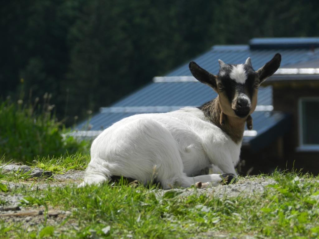 Blasbichlerhof รัมเซา อัม ดาคชไตน์ ภายนอก รูปภาพ